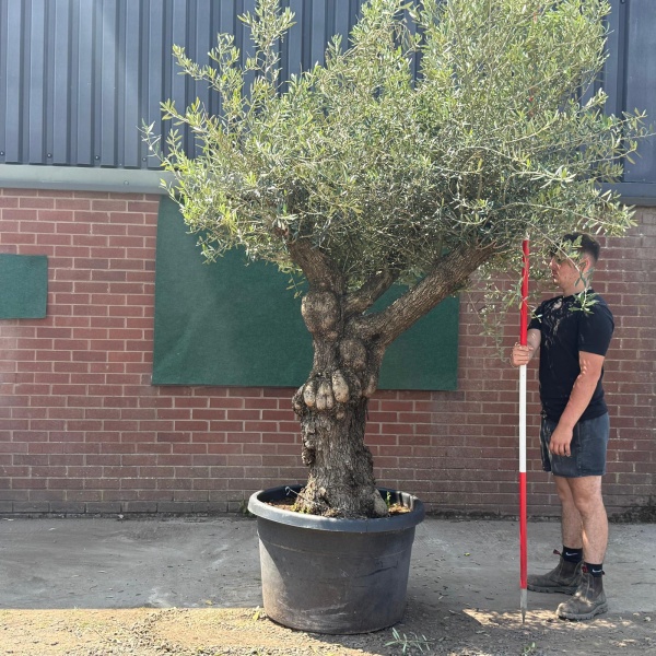 Fabulous Branched Ancient Specimen Olive Fruit Tree 19582