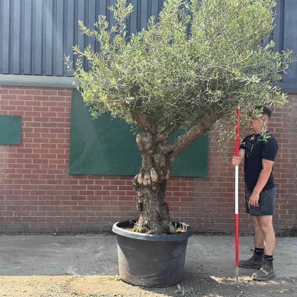 Fabulous Branched Ancient Specimen Olive Fruit Tree 19582