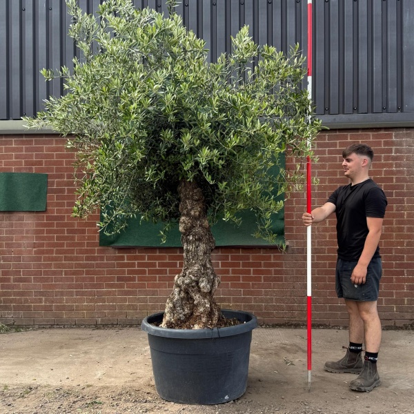Super Ancient Specimen Olive Fruit Tree 19747