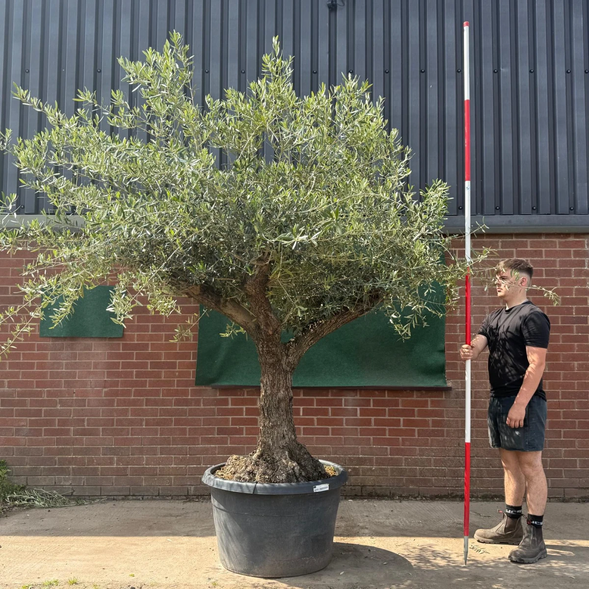 Wonderful Branched Ancient Specimen Olive Fruit Tree 19748