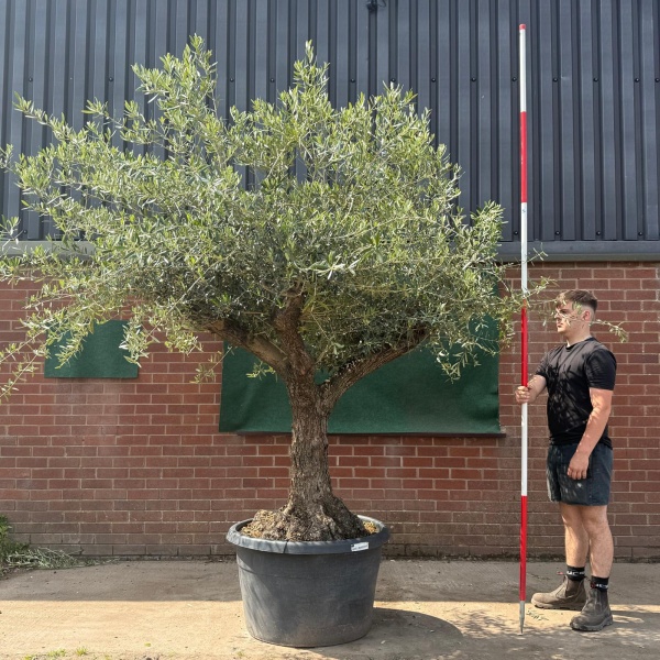 Wonderful Branched Ancient Specimen Olive Fruit Tree 19748