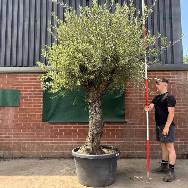 Wonderful Ancient Specimen Olive Fruit Tree 19749