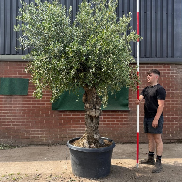 Wonderful Ancient Specimen Olive Fruit Tree 19750