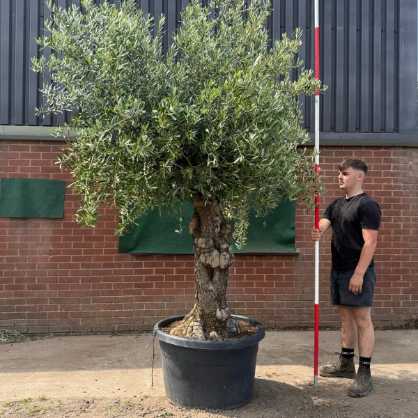Wonderful Ancient Specimen Olive Fruit Tree 19750