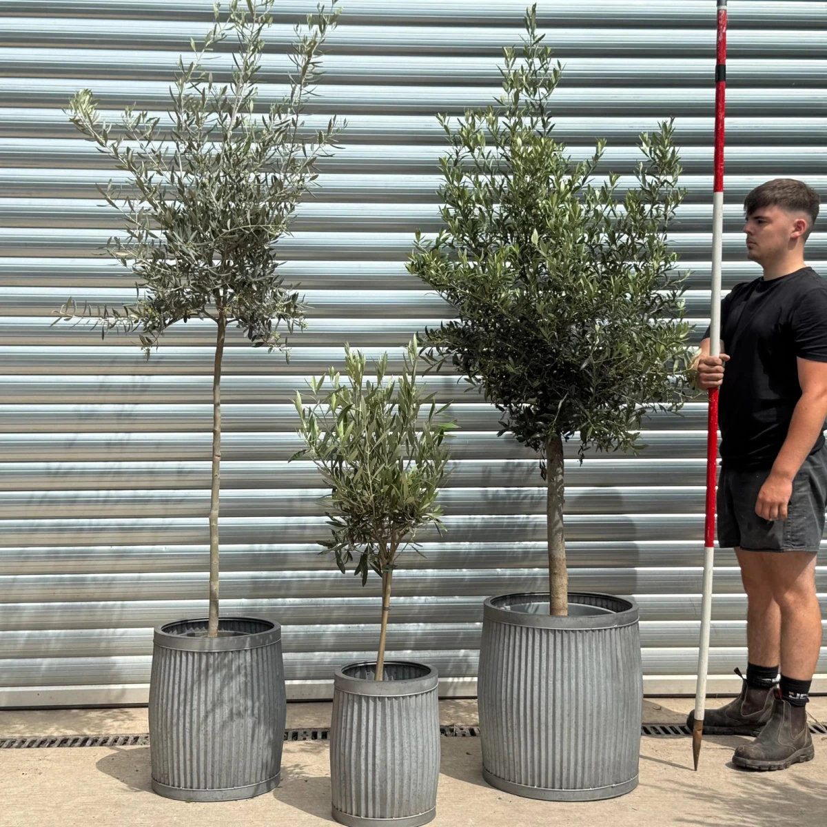 Fabulous TRIO - Patio Olive Fruit Tree Collection in our Dolly Tubs