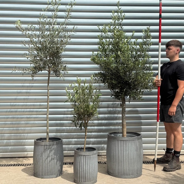 Fabulous TRIO - Patio Olive Fruit Tree Collection in our Dolly Tubs
