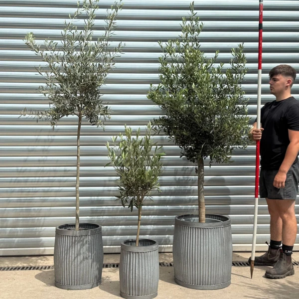 Fabulous TRIO - Patio Olive Fruit Tree Collection in our Dolly Tubs