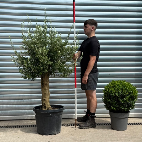 The Beautiful Sorrento Extra Mature Olive Fruit Tree Specimen