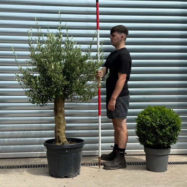 The Beautiful Sorrento Extra Mature Olive Fruit Tree Specimen