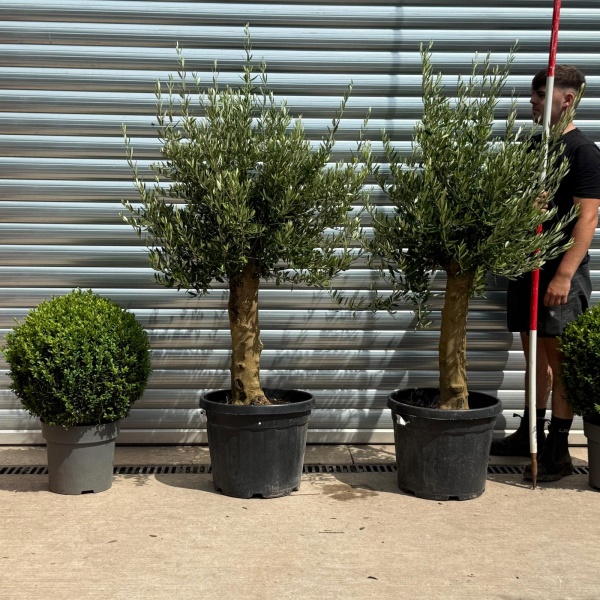 The Beautiful Sorrento DUO Extra Mature Olive Fruit Tree Specimens
