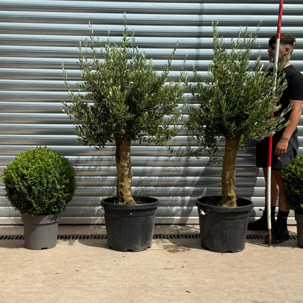 The Beautiful Sorrento DUO Extra Mature Olive Fruit Tree Specimens