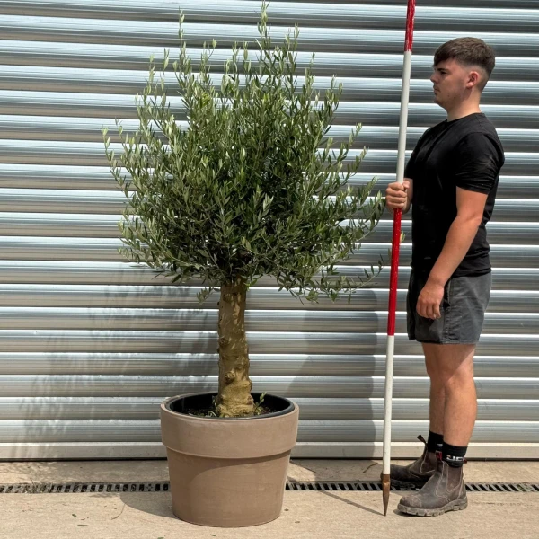 The Beautiful Sorrento Extra Mature Olive Fruit Tree Specimen with our Grey 50cmTerracotta Pot