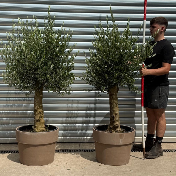 The Beautiful Sorrento DUO Extra Mature Olive Fruit Tree Specimen with our Grey Terracotta
