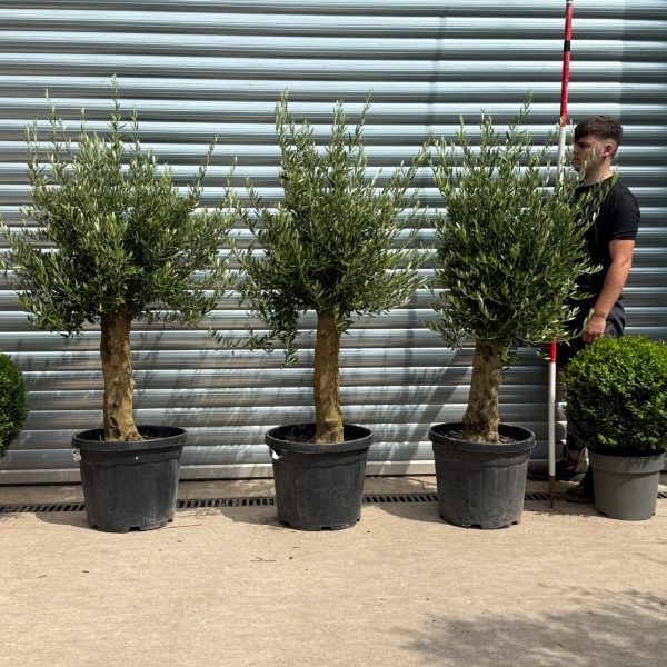 The Beautiful Sorrento TRIO Extra Mature Olive Fruit Tree Specimens