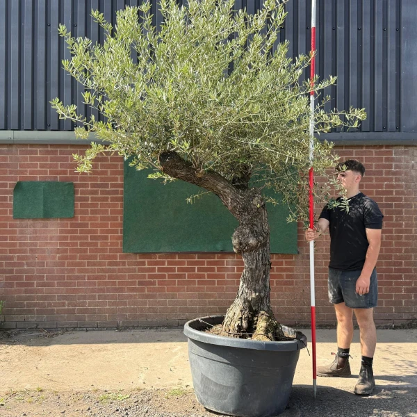 Quirky Branched Ancient Specimen Olive Fruit Tree 19583