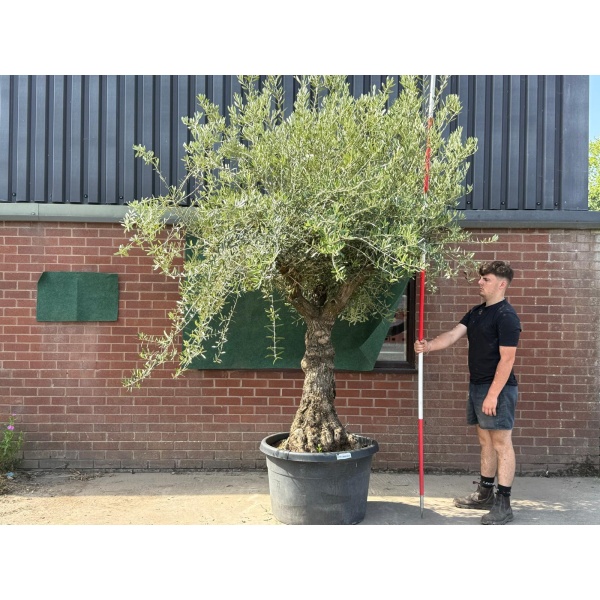 Lovely Branched Ancient Specimen Olive Fruit Tree 19584