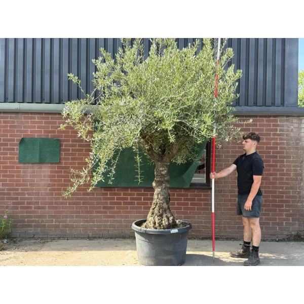 Lovely Branched Ancient Specimen Olive Fruit Tree 19584