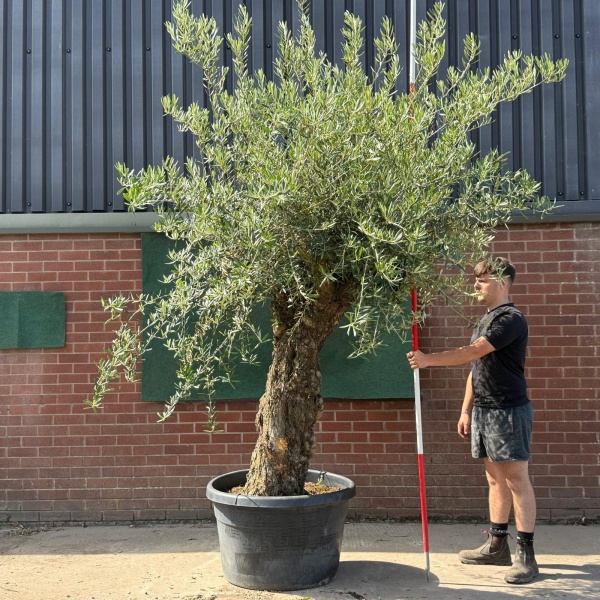 Lovely Ancient Specimen Olive Fruit Tree 19585
