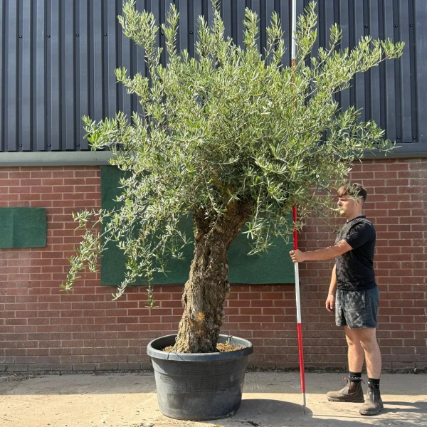 Lovely Ancient Specimen Olive Fruit Tree 19585
