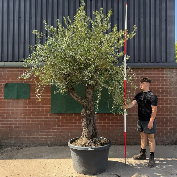 Super Branched Ancient Specimen Olive Fruit Tree 19586