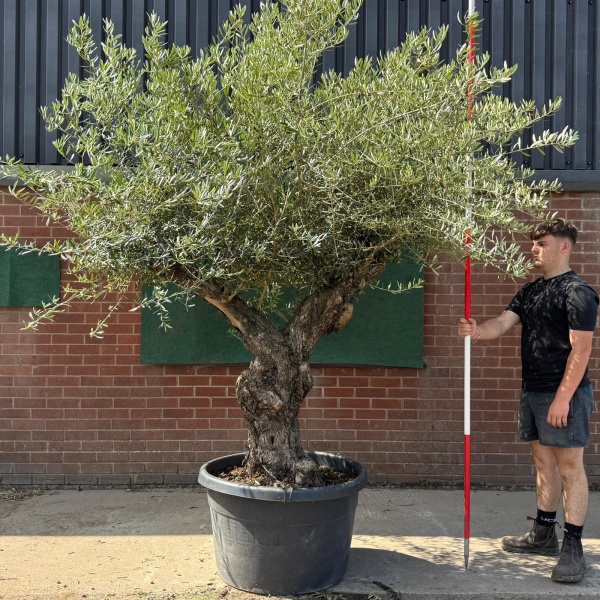 Beautiful Branched Ancient Specimen Olive Fruit Tree 19587