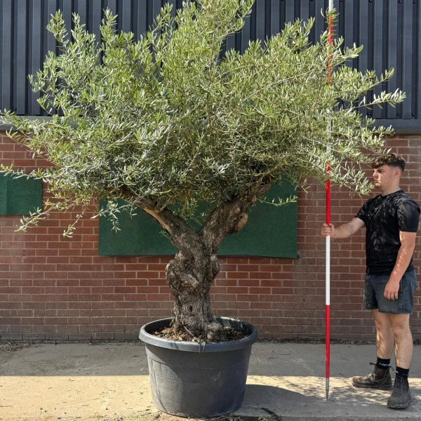 Beautiful Branched Ancient Specimen Olive Fruit Tree 19587