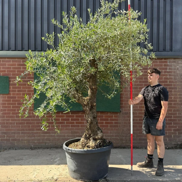 Fabulous Forked Ancient Specimen Olive Fruit Tree 19588