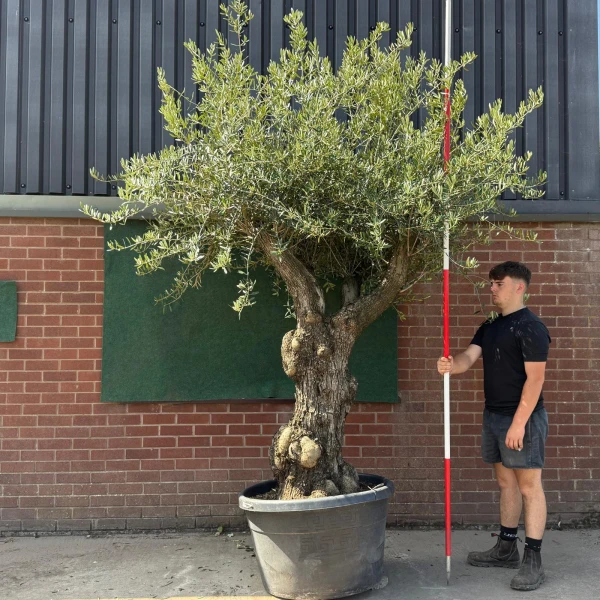 Fabulous Forked Ancient Specimen Olive Fruit Tree 19589