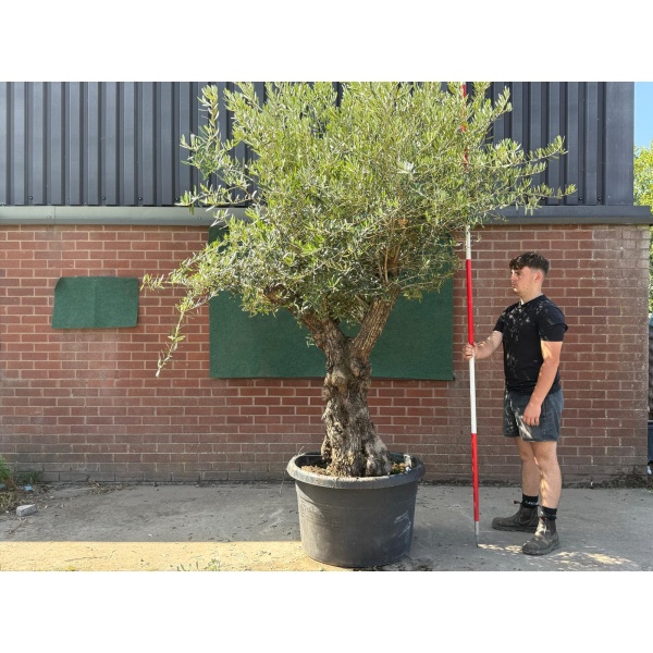 Fabulous Forked Ancient Specimen Olive Fruit Tree 19590