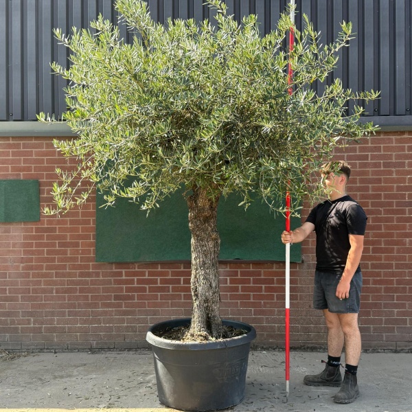 Wonderful Ancient Specimen Olive Fruit Tree 19591