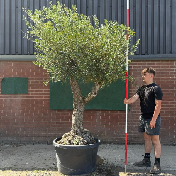 Beautiful Branched Ancient Specimen Olive Fruit Tree 19592