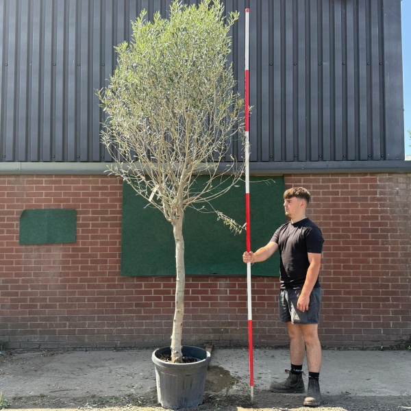 The Windsor Mature Olive Fruit Tree Specimen 19593