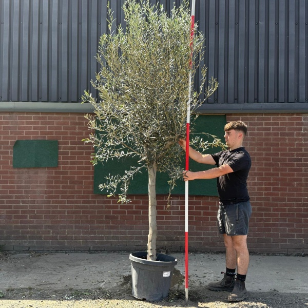 The Windsor Mature Olive Fruit Tree Specimen 19594