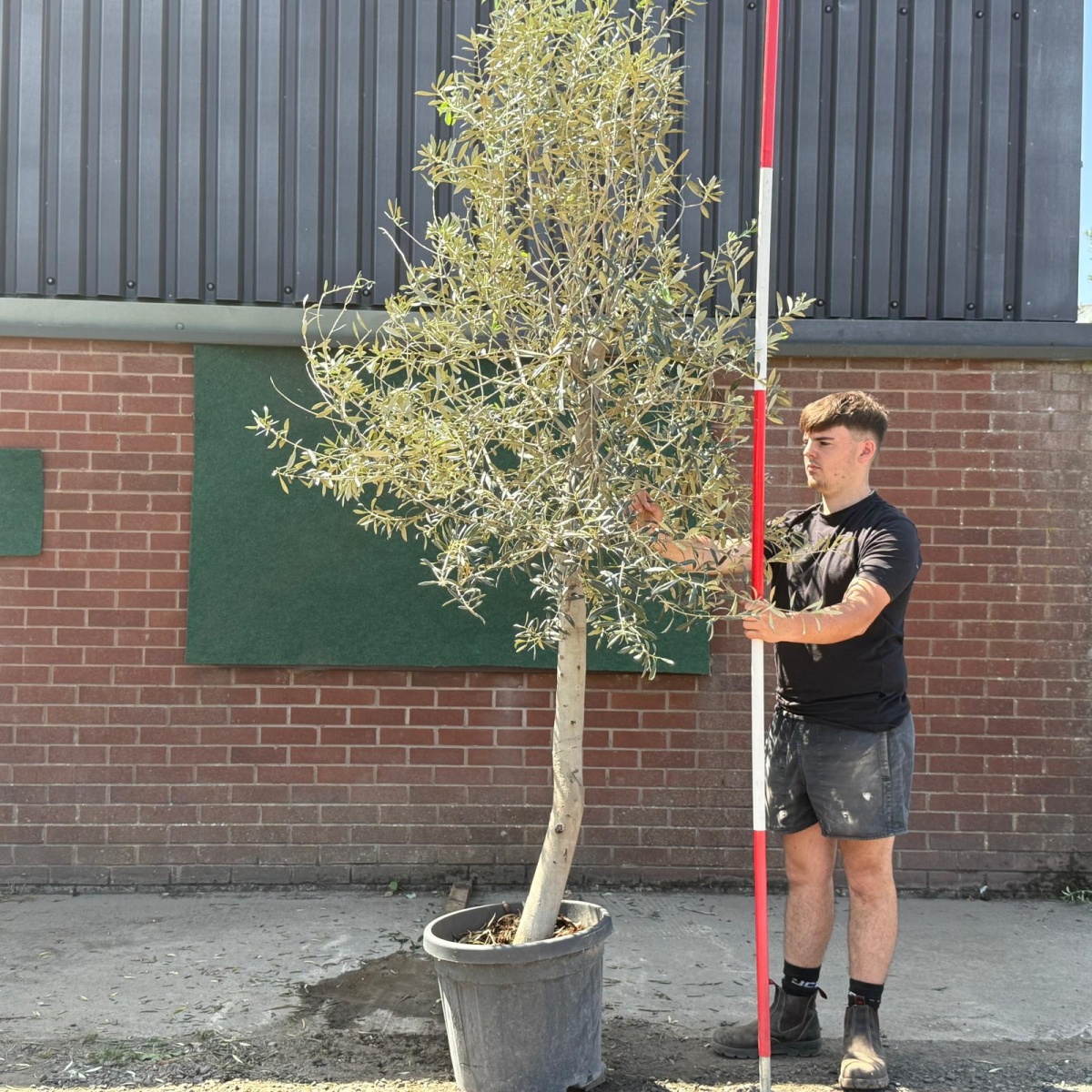 The Windsor Mature Olive Fruit Tree Specimen 19595
