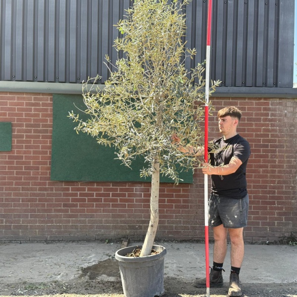 The Windsor Mature Olive Fruit Tree Specimen 19595