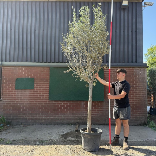 The Windsor Mature Olive Fruit Tree Specimen 19596
