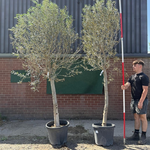 The Windsor BOGOF Mature Olive Fruit Trees Specimen 19597 98