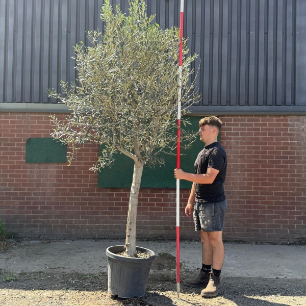 The Windsor Mature Olive Fruit Tree Specimen 19599