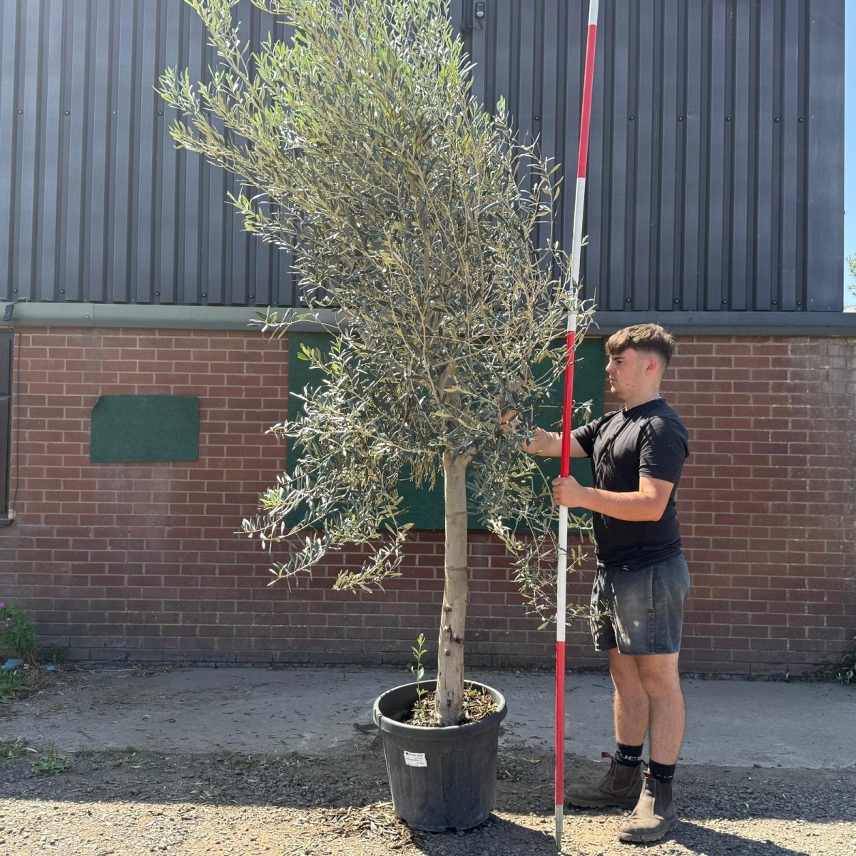 The Windsor Mature Olive Fruit Tree Specimen 19600