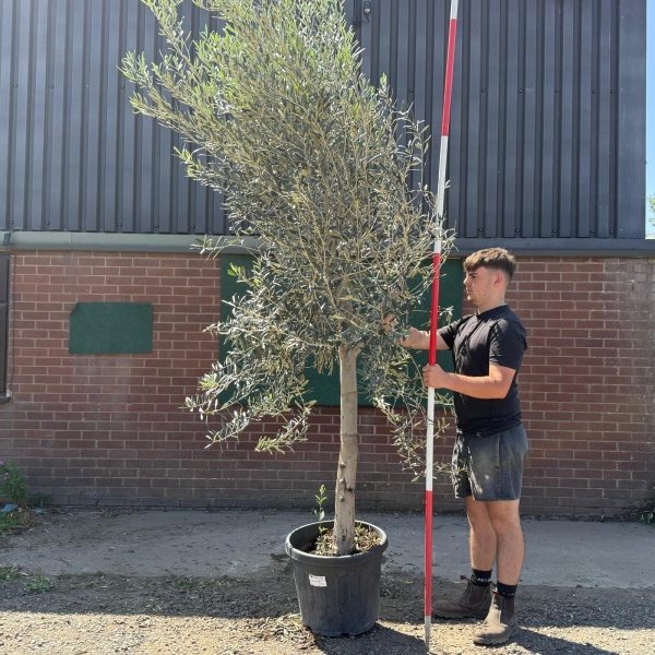 The Windsor Mature Olive Fruit Tree Specimen 19600