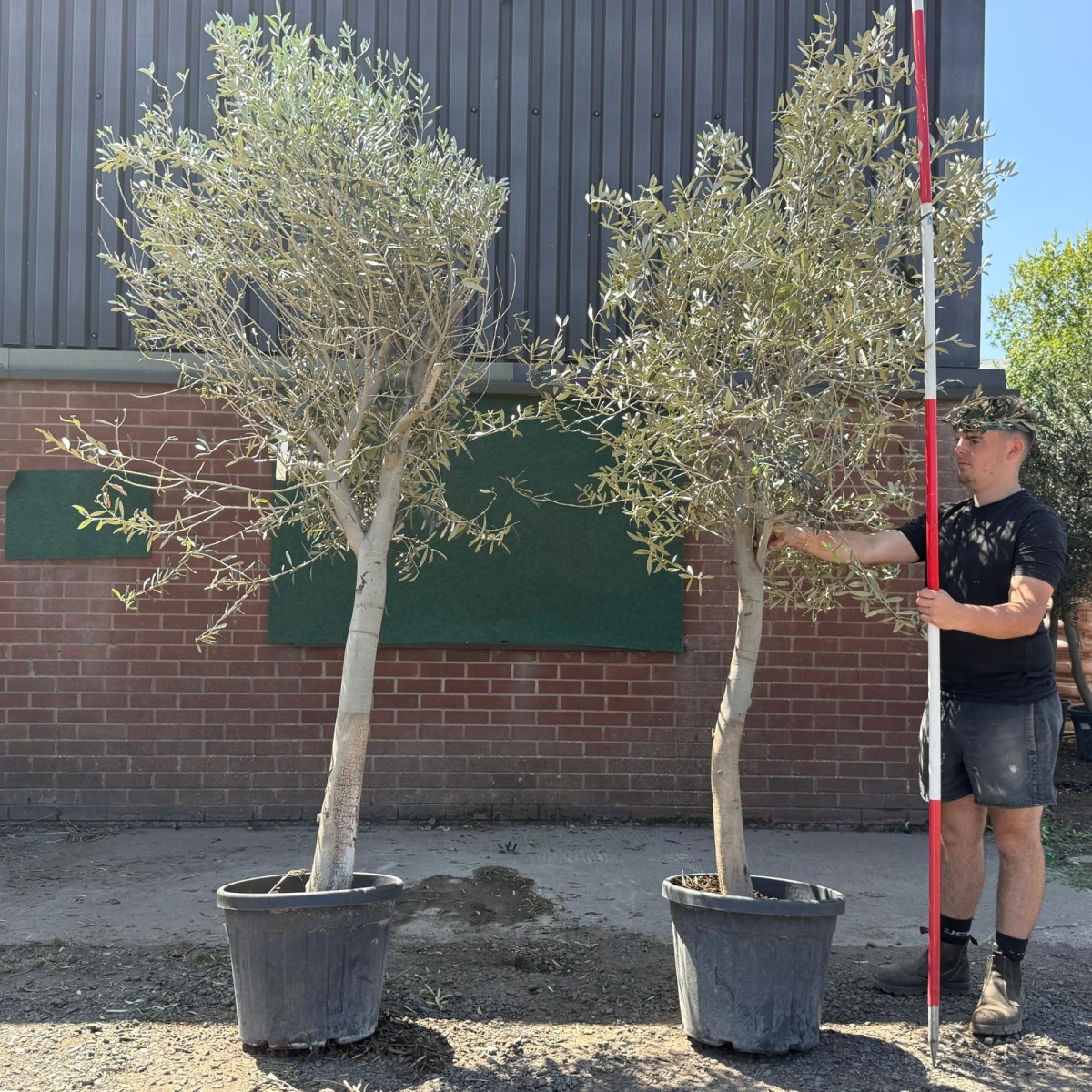 The Windsor BOGOF Mature Olive Fruit Trees Specimen 19601 02