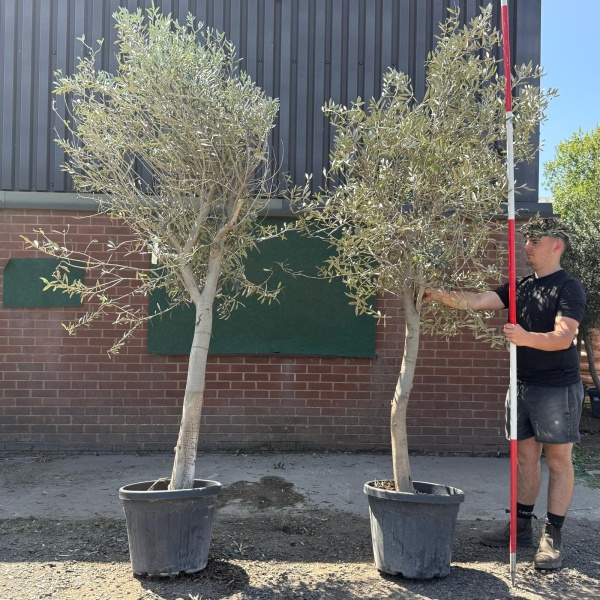 The Windsor BOGOF Mature Olive Fruit Trees Specimen 19601 02