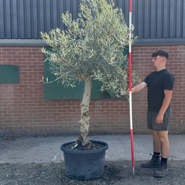 Super Characterful Mature Specimen Olive Fruit Tree 19722
