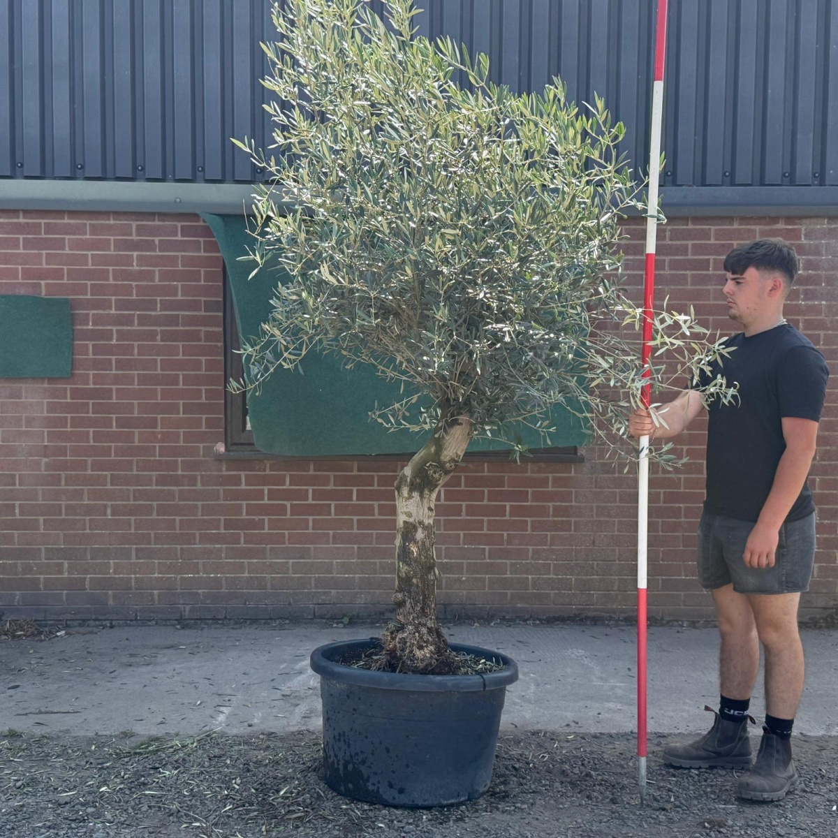 Super Characterful Mature Specimen Olive Fruit Tree 19723