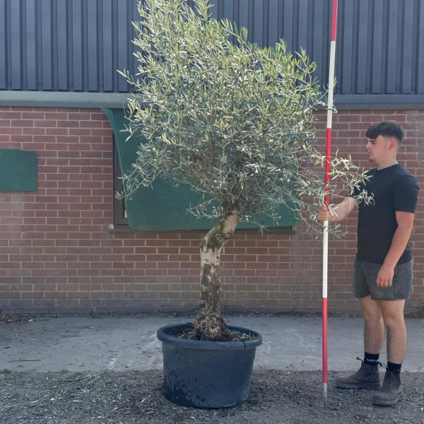 Super Characterful Mature Specimen Olive Fruit Tree 19723