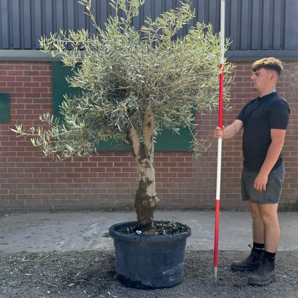 Super Characterful Mature Specimen Olive Fruit Tree 19724