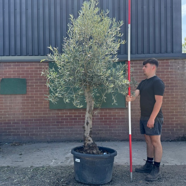 Super Characterful Mature Specimen Olive Fruit Tree 19725