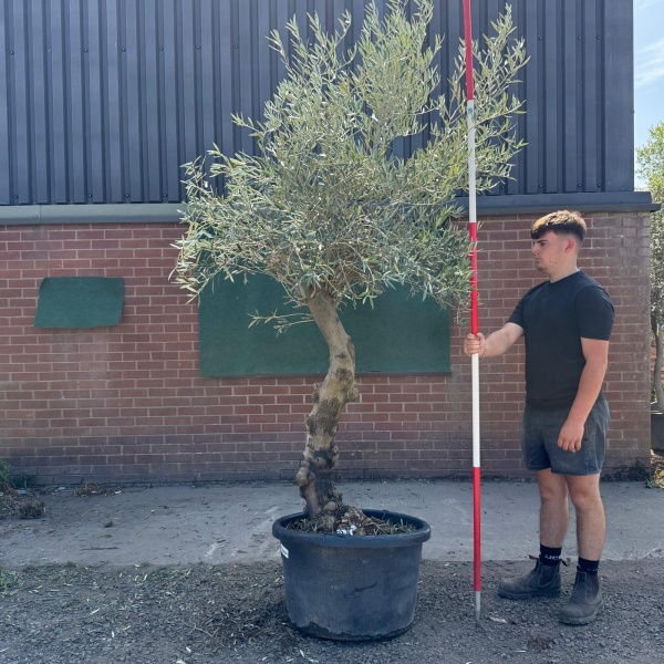 Super Quirky Characterful Mature Specimen Olive Fruit Tree 19726