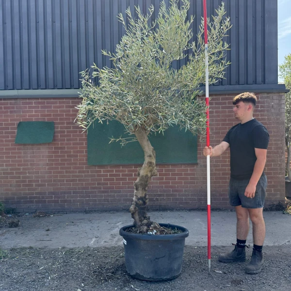 Super Quirky Characterful Mature Specimen Olive Fruit Tree 19726
