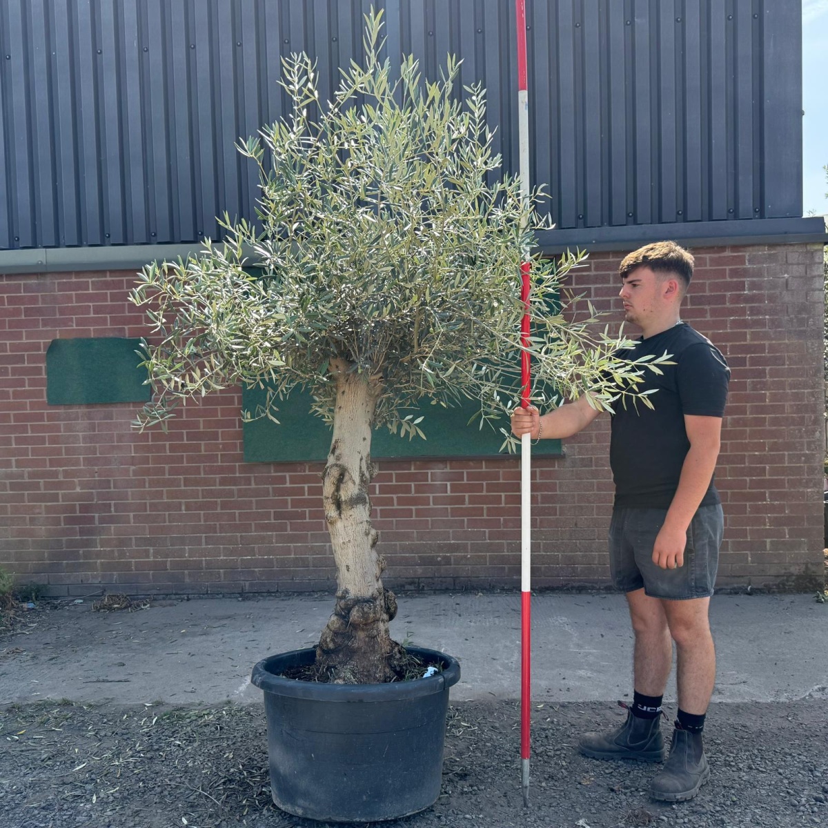 Super Characterful Mature Specimen Olive Fruit Tree 19727